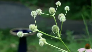 Kentucky Native Garden Channel July 2023