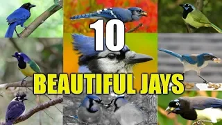 10 Strikingly Beautiful Jays From Around The world