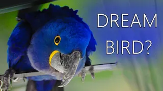 Are Hyacinth Macaws The DREAM Bird?