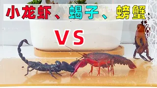 Crayfish vs scorpion vs crab, Who will win?