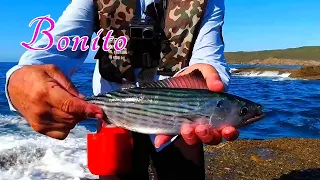 Catching Bonito