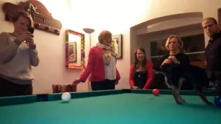 Dog playing with billiard balls