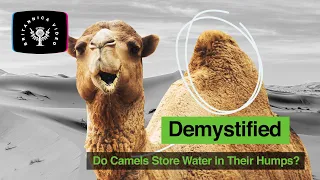 Demystified: Do Camels Store Water In Their Humps? | Encyclopaedia Britannica