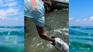 Hillbilly Hand Fishing For TARPON! #shorts