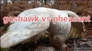 pheasant duck squirrel geese brown hair hunting with two white goshawks