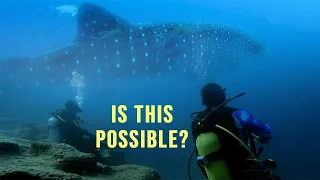 DIVING GALAPAGOS in Search of HAMMERHEADS + WHALE SHARKS! Are We TOO LATE? Harbors Unknown Ep. 84