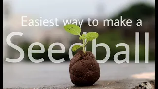 How to make seed balls at home