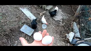 DIY_Predator Proof Chicken Coop For Beginners