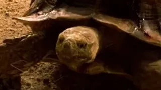 Chuck asks Tortuga if he passed the bar