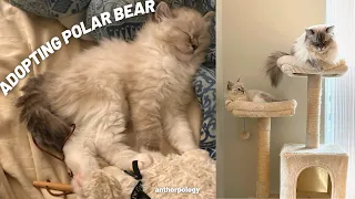 First week with new Ragdoll kitten 🐱🐻‍❄️ Introducing to our second cat