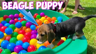 Beagle Puppies Crying & Barking  Compilation