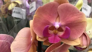 Орхидеи гиганты в Ашан Саде Мега Самара - биг липы, ароматные орхидеи..