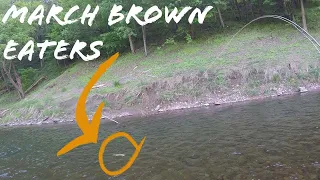 March Browns, Big Bows | Fly fishing a late Spring hatch