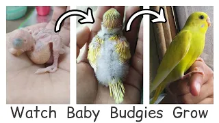 the growth stages of two baby birds🐣✨ / from egg to young birbs