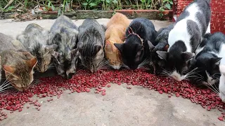 Cute cat eating food  The Gohan Dog And Cats