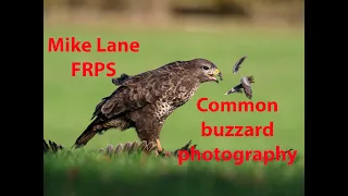 Common buzzard Photography