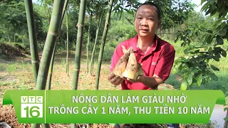 Nông dân làm giàu nhờ trồng cây trồng 1 lần, thu tiền 10 năm | VTC16