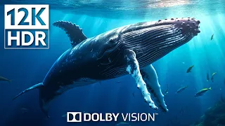 Deep Ocean Animal LIVE in DOLBY VISION 12K HDR Video ULTRA HD -  (120 FPS)