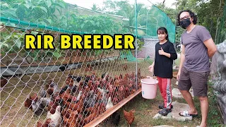 PWEDING GAYAHIN ANG SET UP | RIR BREEDER