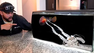 GIANT Spearing MANTIS SHRIMP EATS on Camera! *Never Before Seen*