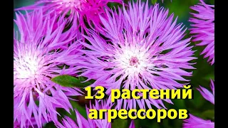 13 aggressor plants. Don't plant these flowers, you won't get rid of them later!