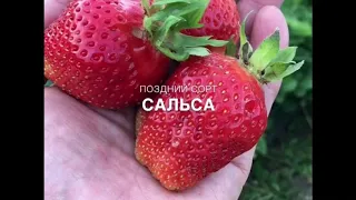 Клубника Сальса, голландский среднепоздний сорт