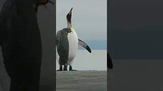 AMUSING FACTS ABOUT PENGUINS| see full video [HD]