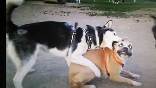 Brown Dog Stands Up To Bully Husky At Dog Park