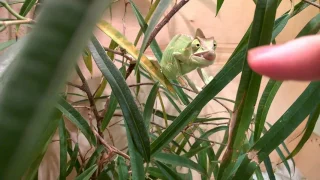 Хамелеон атакует. ( chameleon attacks).