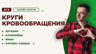 Круги кровообращения | ЕГЭ Биология | Даниил Дарвин