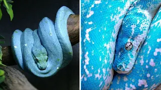 10 הנחשים הנדירים ביותר בעולם┃טופטן