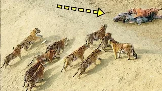 TİGER vs CROCODİLE | Most Amazing Wild Animal Attacks - Wild Animals Fights #7HD 2019