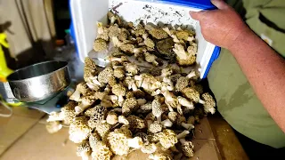 Morel Mushrooms 2024 ...Chaos in the Mycelium !