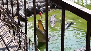 Как в Сямэне кормят крокодилов