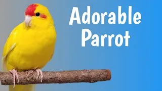 Meet the Kakariki Parrot: A Colorful Avian Delight!