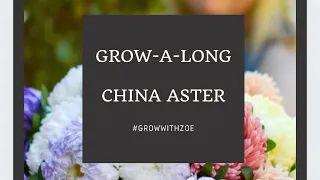 Grow-A-Long China Aster