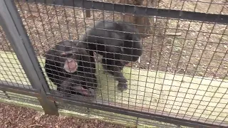 Шимпанзе Филя и Марик закадычные друзья, но бывает... и поссорятся. ТАЙГАН
