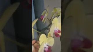 Пишне цвітіння орхідеї Golden Beauty✨