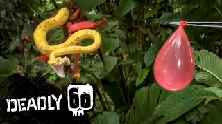 Snake bites balloon in slow motion | Deadly 60 | BBC Earth Kids