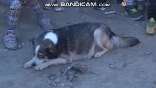 Chminianske Jakubovany: Rómovia sa chystali zabiť psa (zdroj: TV Markíza)