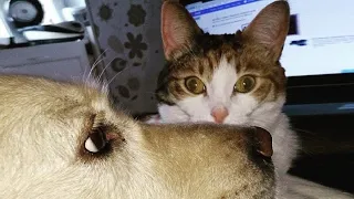 Смешное видео о кошках 😻 и собаках 🐶 Смешные животные. Часть 6