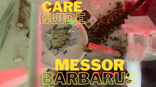 Messor Barbarus Care Guide