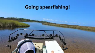 Spearfishing for sheepshead and mullet