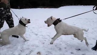 Dogo argentino