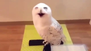 Сова смеется-Owl's laughing