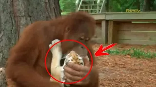 Орангутанг схватил осиротевшего тигрёнка, только посмотрите зачем! Причина поражает!