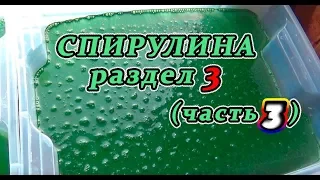 Спирулина. Раздел 3(часть 3)