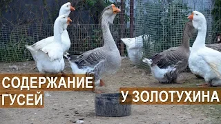 Содержание гусей в хозяйстве Золотухиных