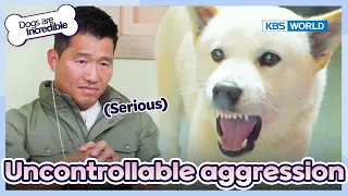 Woman in critical condition after dog attack. [Dogs are incredible : EP.178-1] | KBS WORLD TV 230718