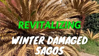 Revitalizing Your Sago Palms After Winter Damage